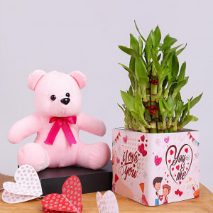 Valentine's Combo With Teddy and Plant